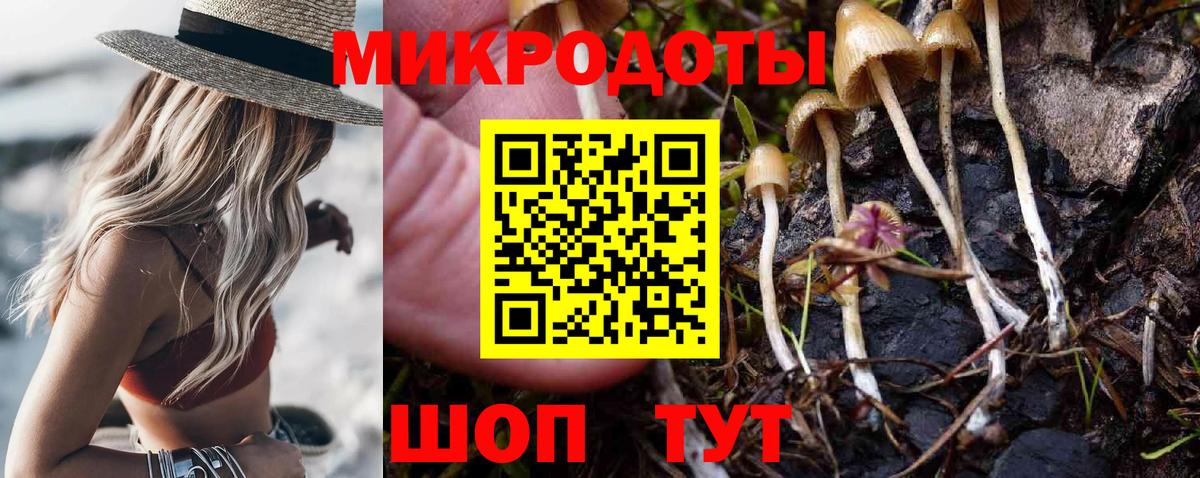 Псилоцибиновые грибы Psilocybe Саранск